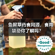 鱼腥草药食同源,食用禁忌你了解吗?(图4) 鱼腥草药食同源,食用禁忌你了解吗?(图4)